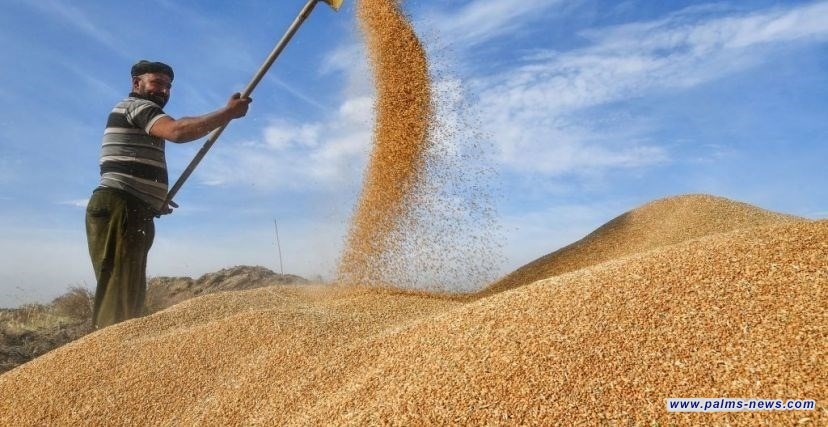 وزير التجارة يعلن انطلاق الموسم التسويقي لمحصول الحنطة لعام 2026 في محافظة المثنى